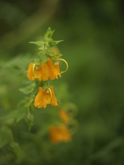 Rhynchocorys orientalis, photographed by Denys Vynokurov