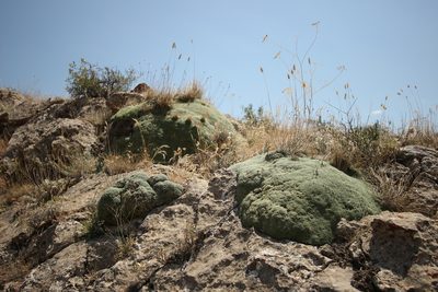 Gypsophila aretioides, photographed by Denys Vynokurov