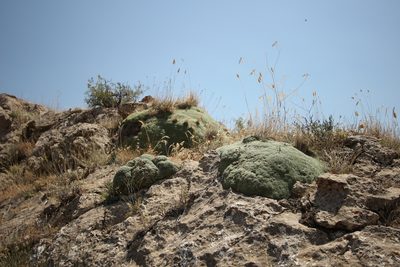 Gypsophila aretioides, photographed by Denys Vynokurov