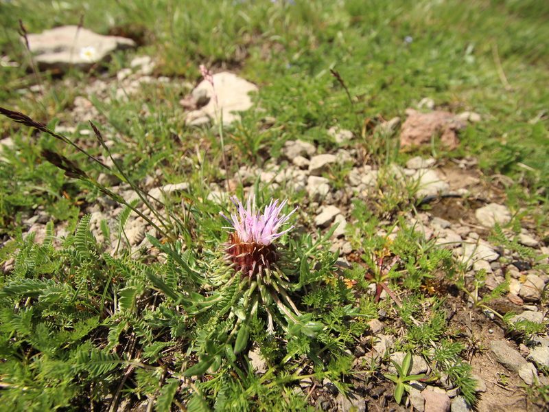 Jurinea moschus, photographed by Denys Vynokurov
