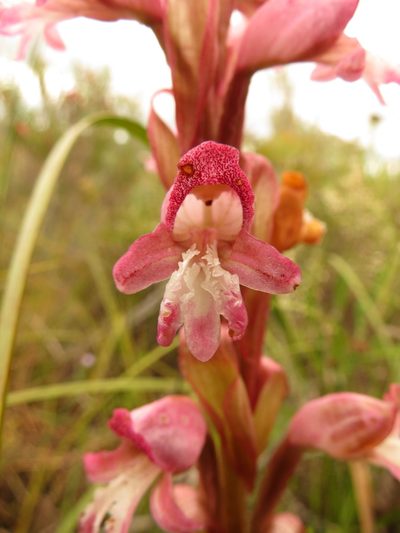 Satyrium muticum, photographed by Christiaan Viljoen