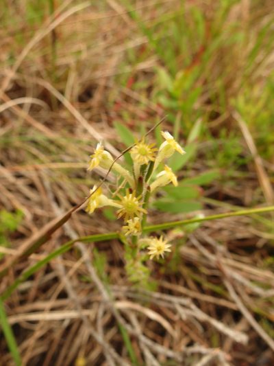 Struthiola fasciata, photographed by Christiaan Viljoen