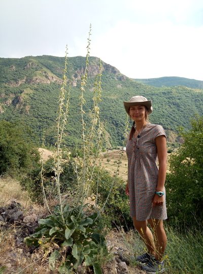 Michauxia laevigata, photographed by Denys Vynokurov
