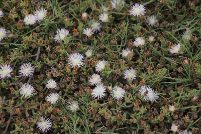 Mesembryanthemum paulum, photographed by Tony Rebelo