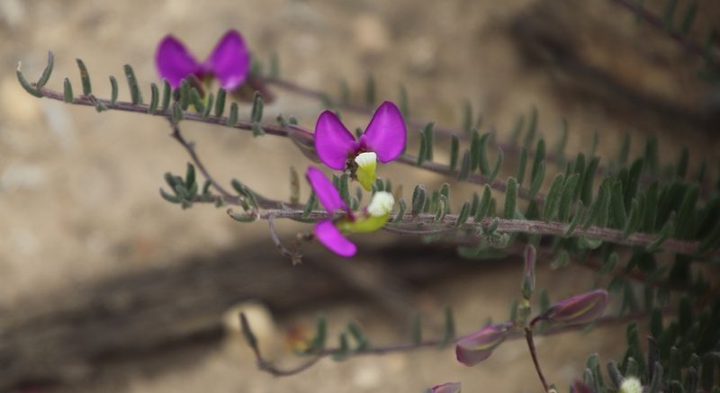 Polygala peduncularis, photographed by Tony Rebelo