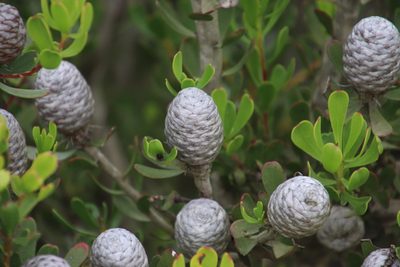Leucadendron muirii, photographed by Tony Rebelo