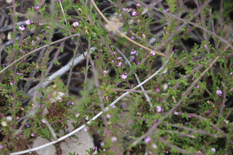 Muraltia empleuridioides, photographed by Tony Rebelo