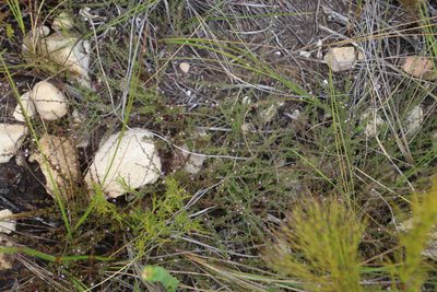 Muraltia empleuridioides, photographed by Tony Rebelo