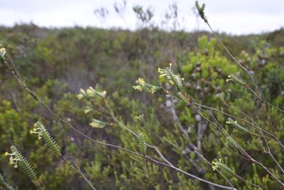 Struthiola argentea, photographed by Tony Rebelo