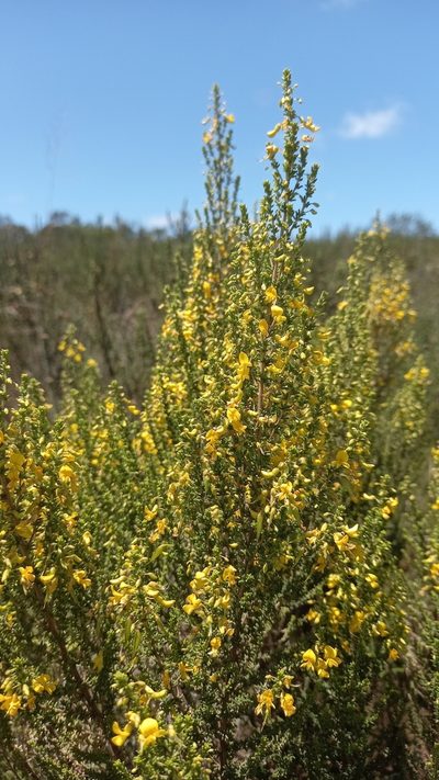 Aspalathus obtusifolia, photographed by kevin koen