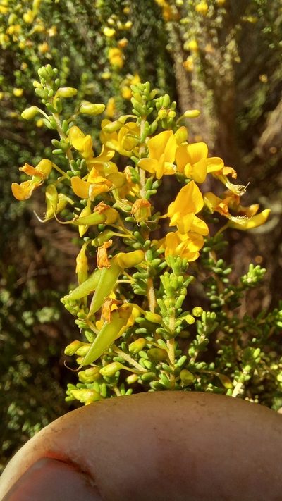 Aspalathus obtusifolia, photographed by kevin koen