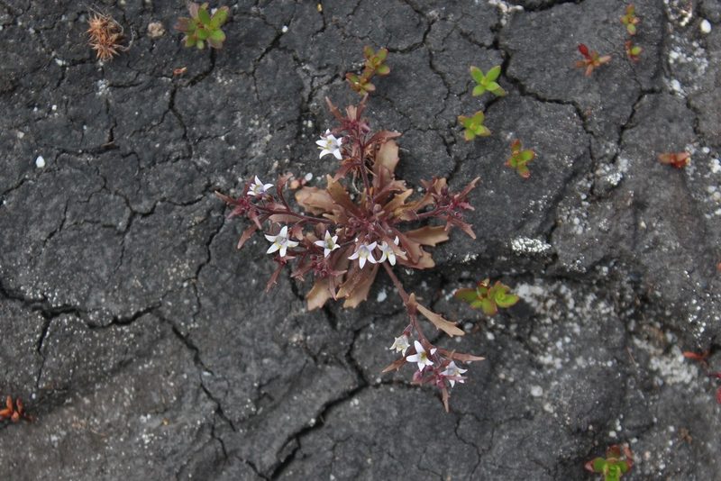 Wimmerella secunda, photographed by Sam McCarren