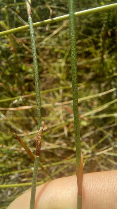 Restio albotuberculatus, photographed by kevin koen
