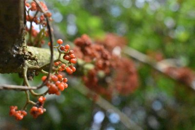 Urera caracasana, photographed by Adriana García Ramírez