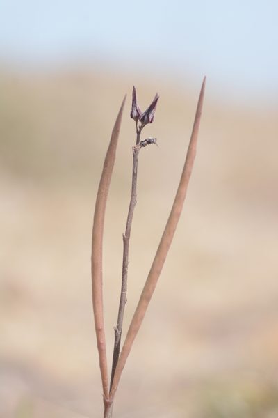 Ceropegia malwanensis, photographed by S.MORE