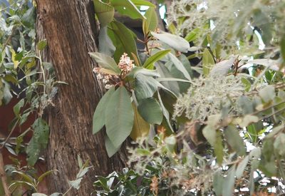 Saurauia scabrida, photographed by Neptalí Ramírez Marcial