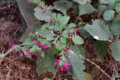 Salvia chiapensis, photographed by Neptalí Ramírez Marcial