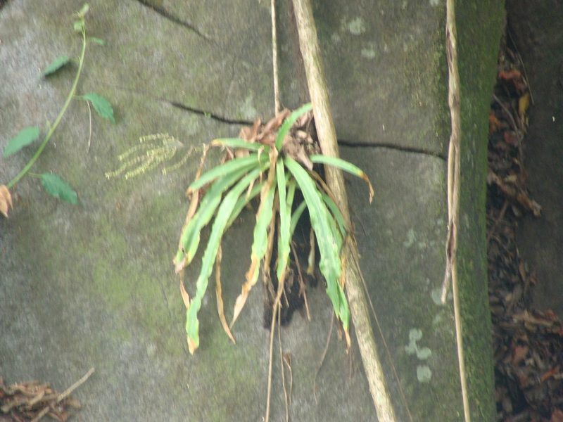 Fosterella micrantha, photographed by Alexis López Hernández