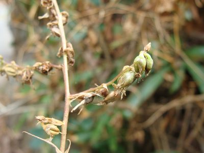 Fosterella micrantha, photographed by Alexis López Hernández