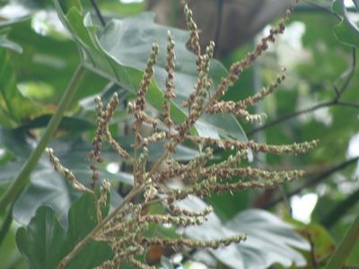 Fosterella micrantha, photographed by Alexis López Hernández