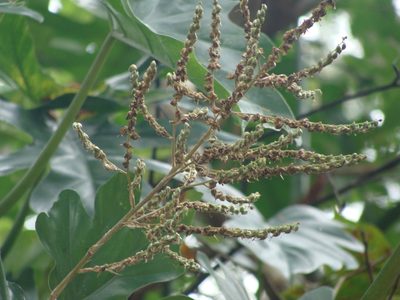 Fosterella micrantha, photographed by Alexis López Hernández
