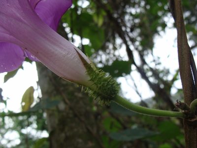 Ipomoea silvicola, photographed by Alexis López Hernández