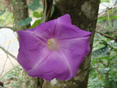 Ipomoea silvicola, photographed by Alexis López Hernández