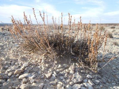 Artemisia pygmaea, photographed by Matt Lavin