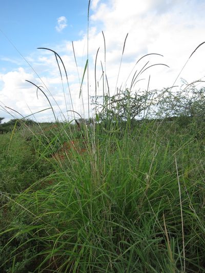 Enteropogon macrostachyus, photographed by bat (Maria Vorontsova)