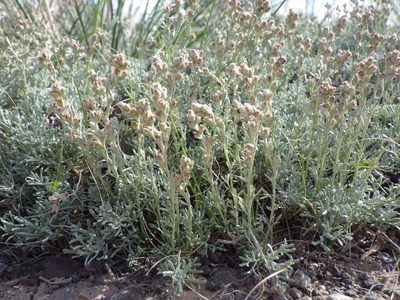 Artemisia pedatifida, photographed by Matt Lavin