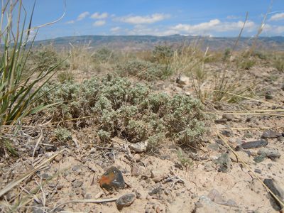 Artemisia pedatifida, photographed by Matt Lavin