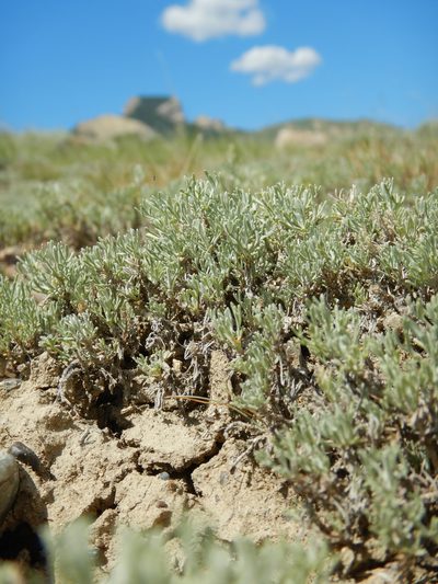 Artemisia pedatifida, photographed by Matt Lavin