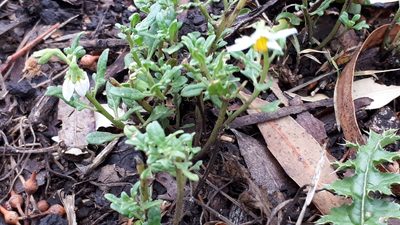 Solanum triflorum, photographed by Lalys