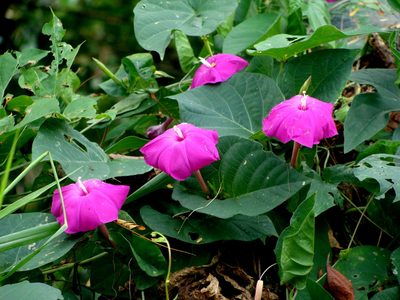Ipomoea dumosa, photographed by Alexis López Hernández