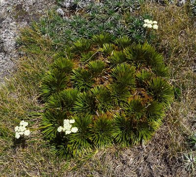 Aciphylla crosby-smithii, photographed by Sarah Richardson