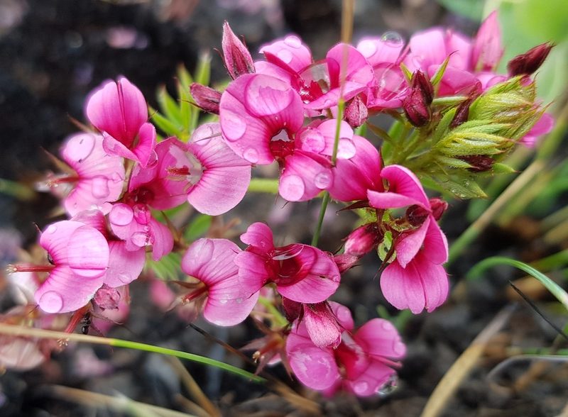 Indigofera rubroglandulosa, photographed by Suvarna Parbhoo Mohan