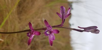 Eulophia hians, photographed by Suvarna Parbhoo Mohan