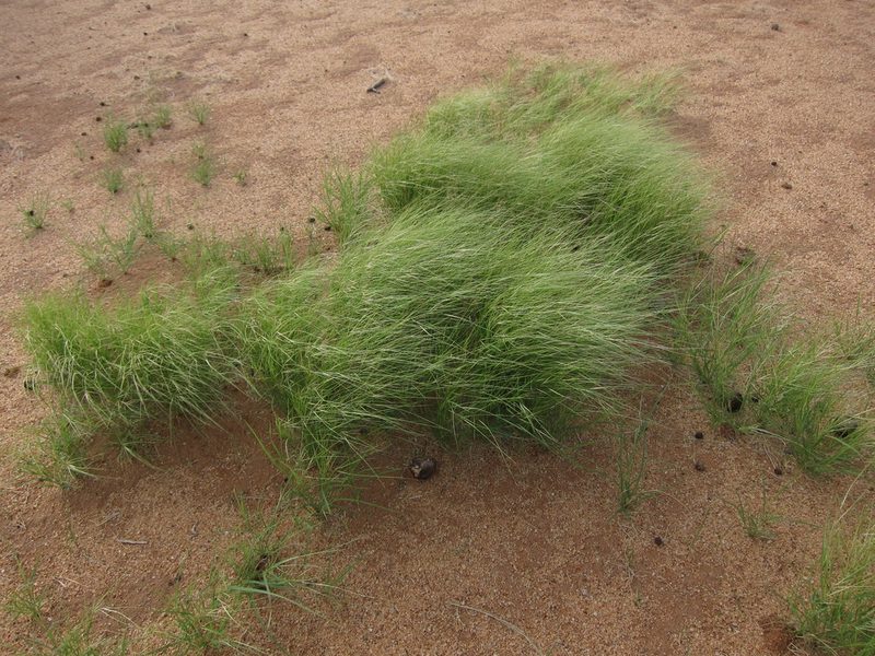 Aristida funiculata, photographed by bat (Maria Vorontsova)