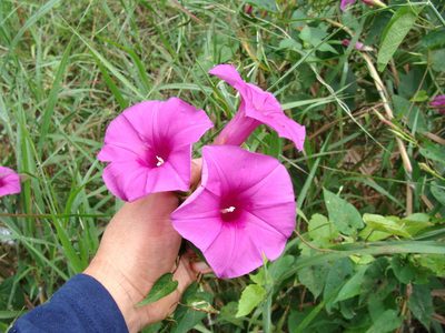 Ipomoea bernoulliana, photographed by Alexis López Hernández