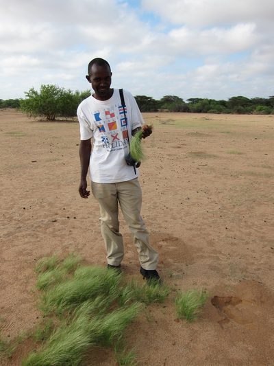 Aristida funiculata, photographed by bat (Maria Vorontsova)