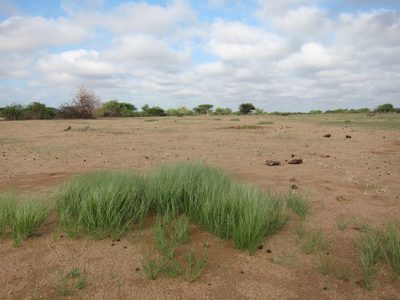 Aristida funiculata, photographed by bat (Maria Vorontsova)