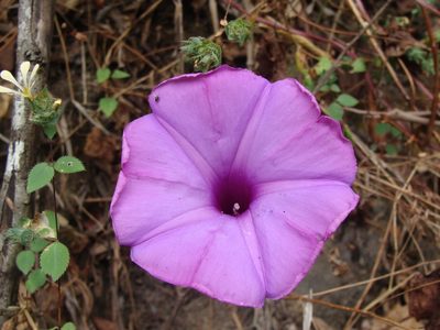 Ipomoea splendor-sylvae, photographed by Alexis López Hernández