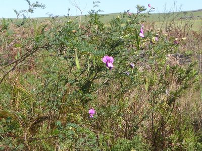 Tephrosia grandiflora, photographed by Suvarna Parbhoo Mohan