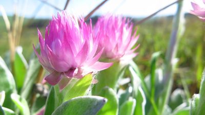 Helichrysum ecklonis, photographed by Suvarna Parbhoo Mohan
