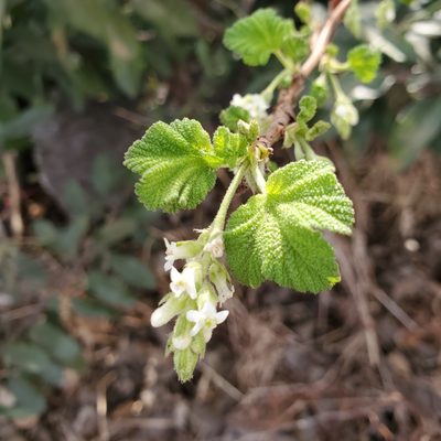 Ribes indecorum, photographed by Dan Horowitz