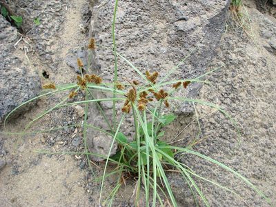 Cyperus anderssonii, photographed by Todd Boland