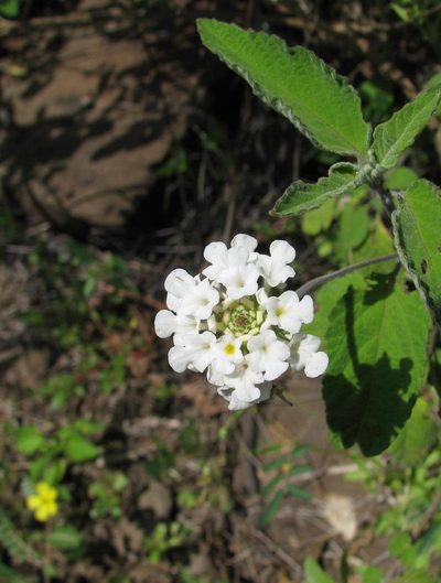 Lantana peduncularis, photographed by Todd Boland
