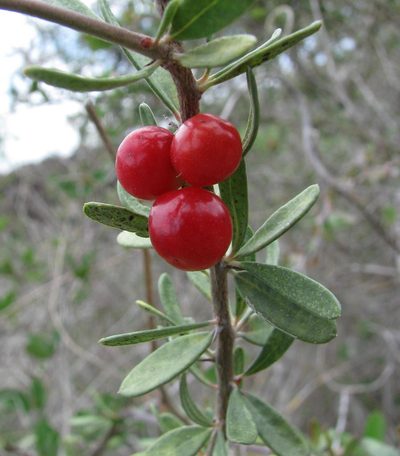 Castela galapageia, photographed by Todd Boland