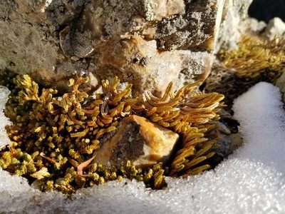 Selaginella watsonii, photographed by Toby