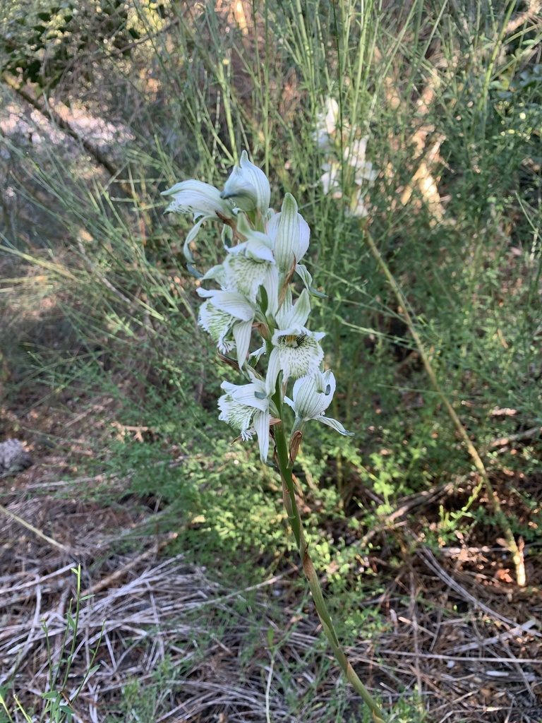 Chloraea piquichen, photographed by nitsuga74